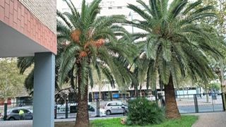 Una hilera de palmeras delante de un edificio.