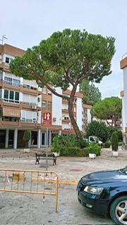 Un coche está aparcado delante de un edificio al lado de un árbol.