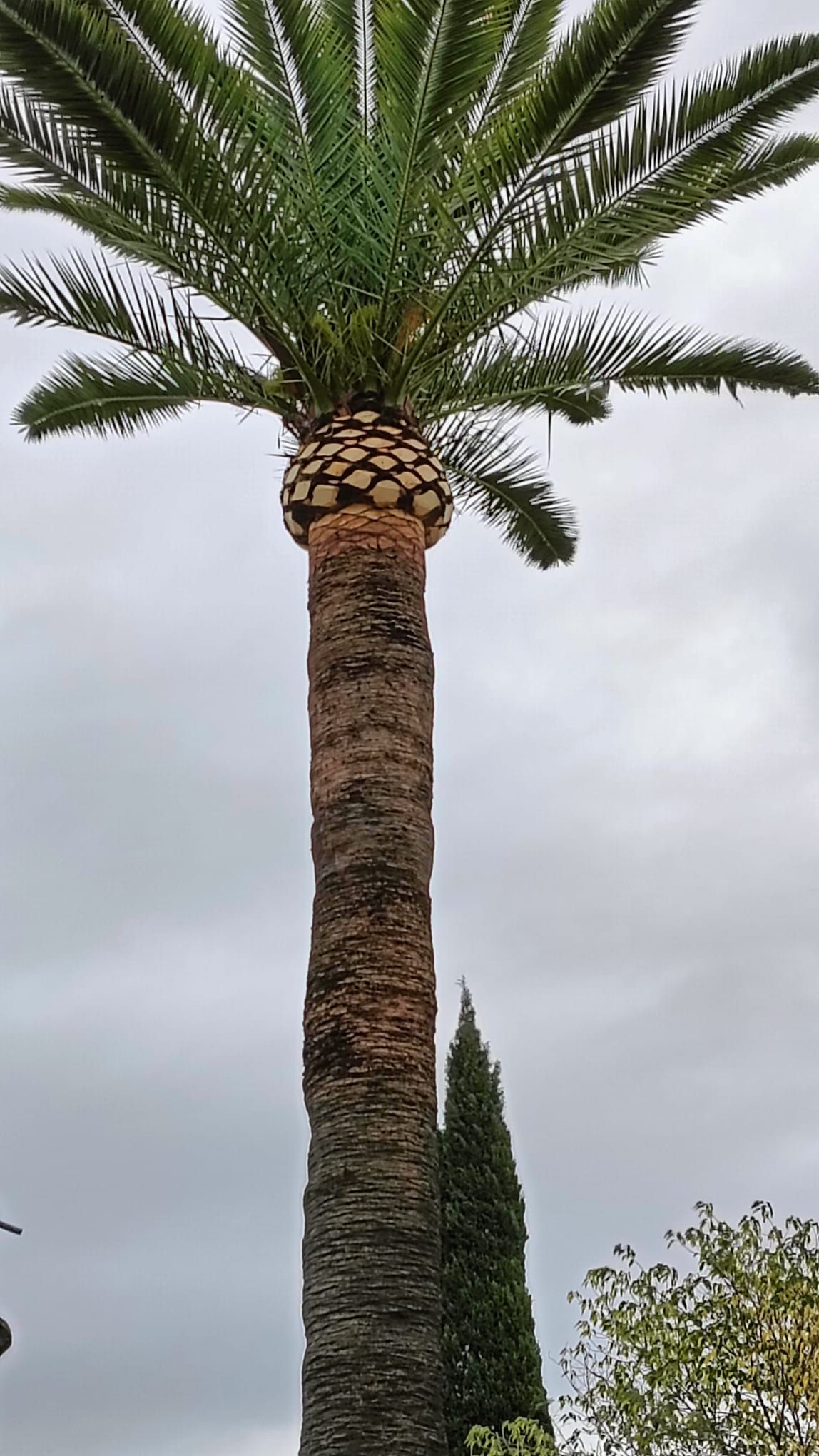 Una palmera alta contra un cielo nublado.