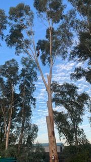 Una persona está trepando a un árbol en medio de un bosque.