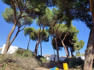 Un montón de árboles con un cielo azul al fondo.