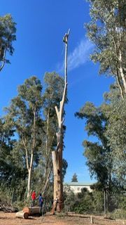 Un hombre está trepando un árbol con una motosierra.