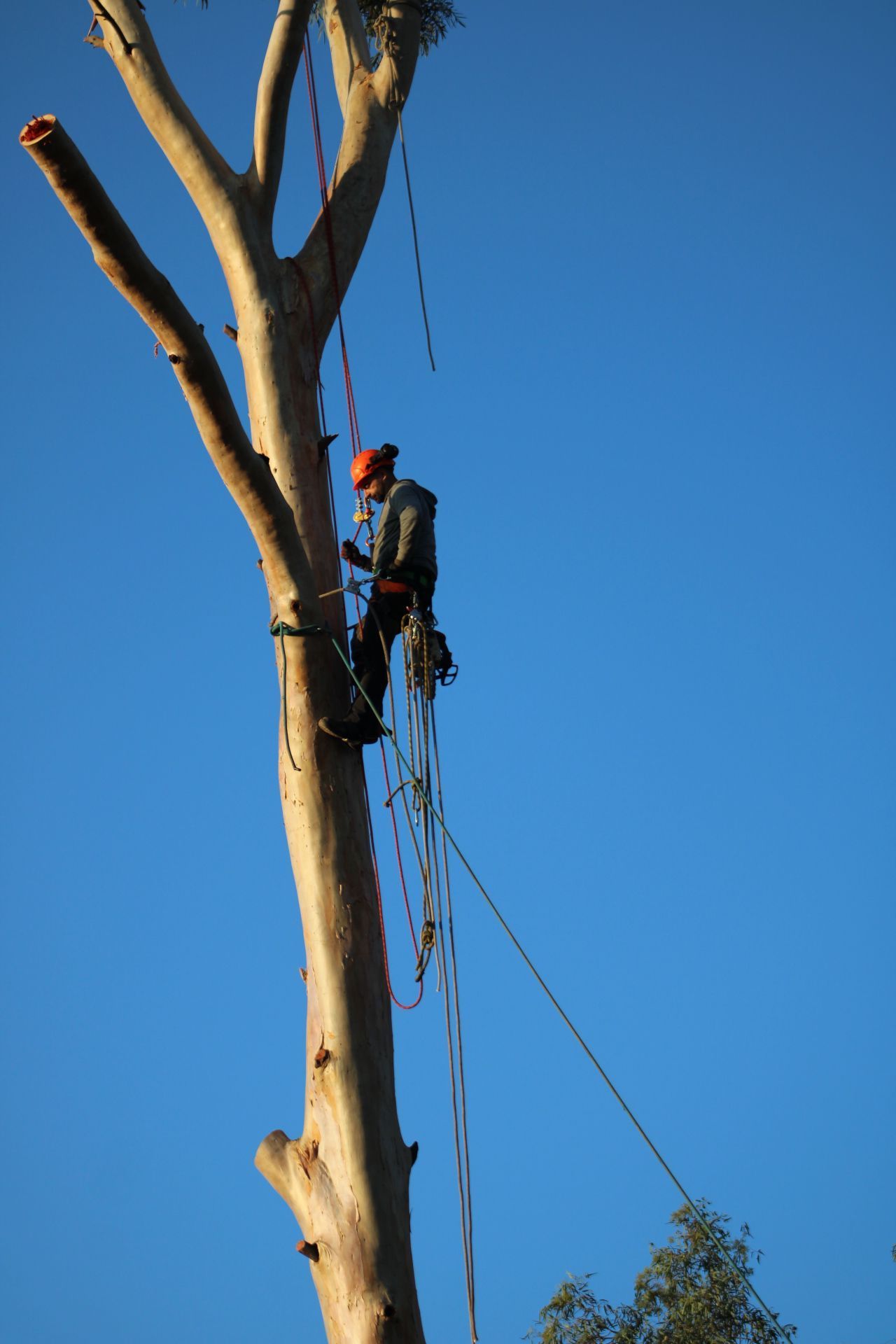 Un hombre está trepando a un árbol con una cuerda atada a él.