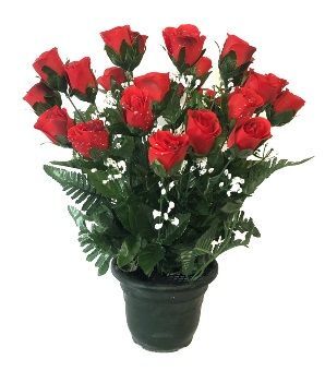 Rose Bouton 24 têtes
