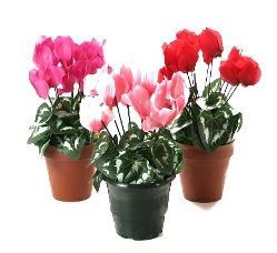 Cyclamen en pot