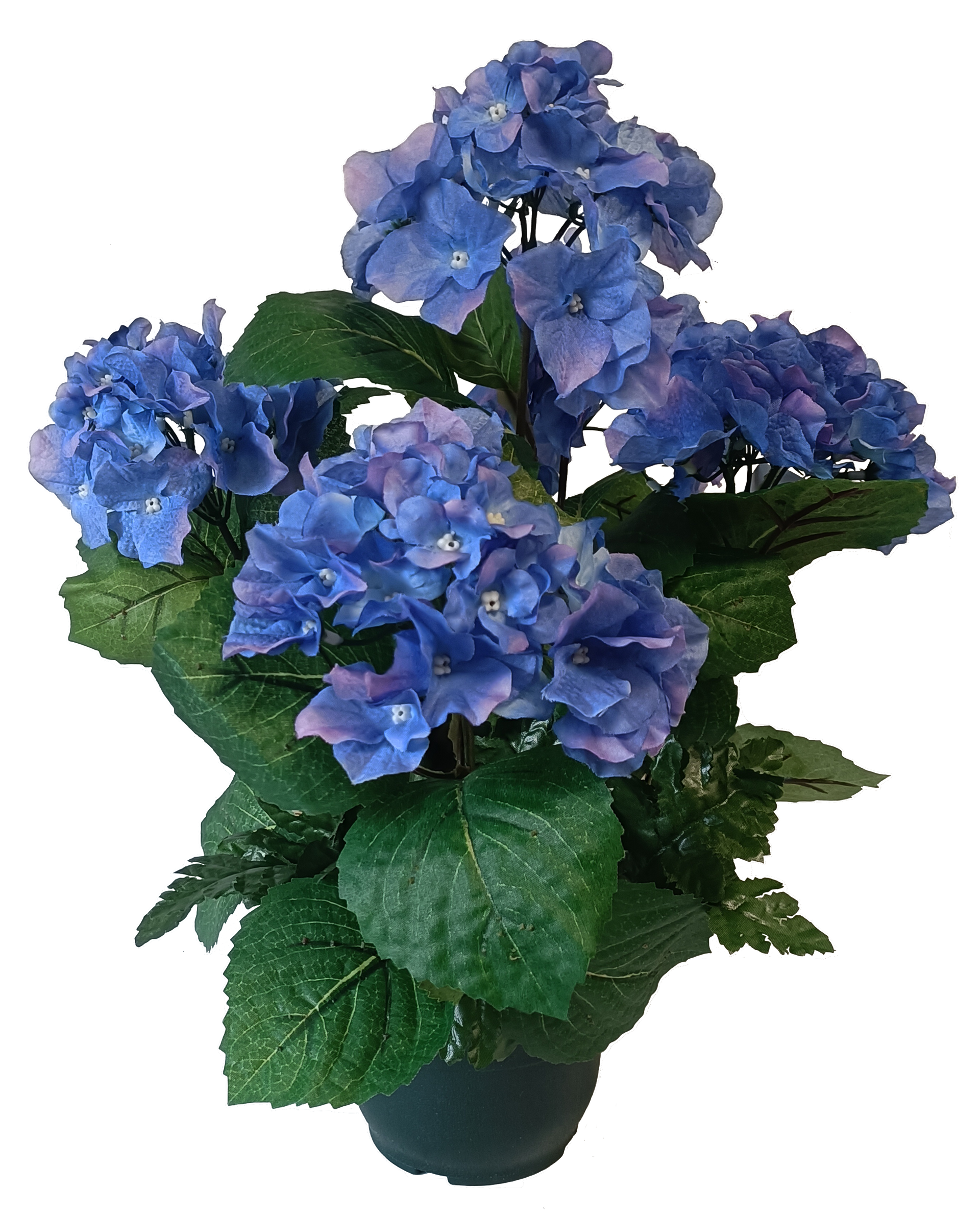 Hortensia en coupe