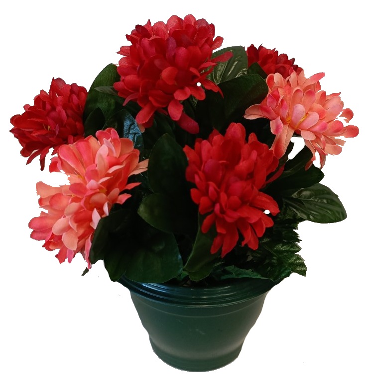Mini Chrysanthèmes 

