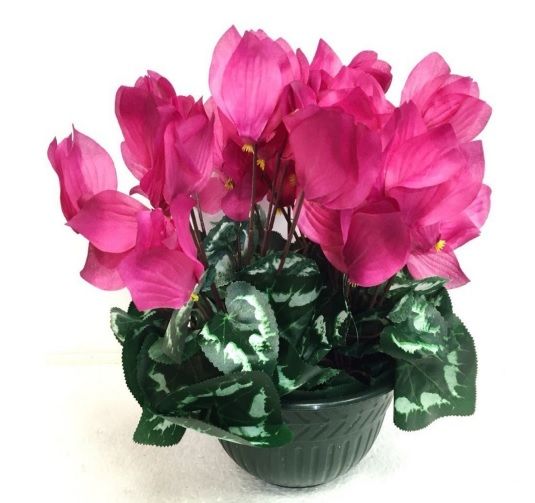 Coupe Cyclamen 
