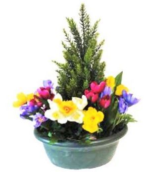 Coupe Crocus Cyprès
