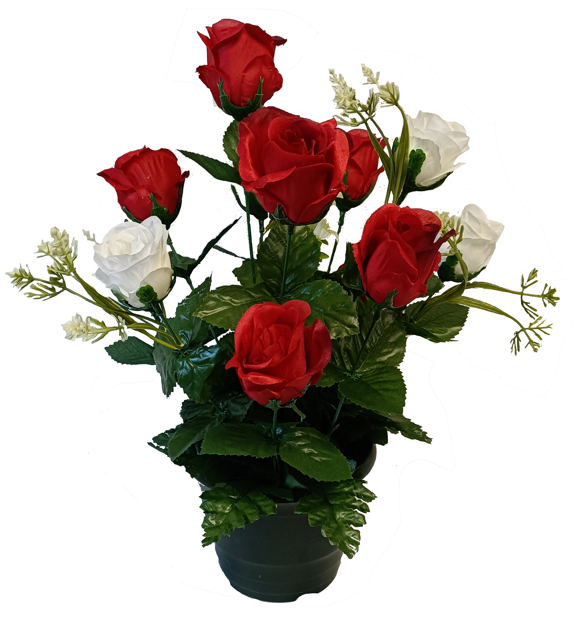 Rose Bouton 12 têtes
