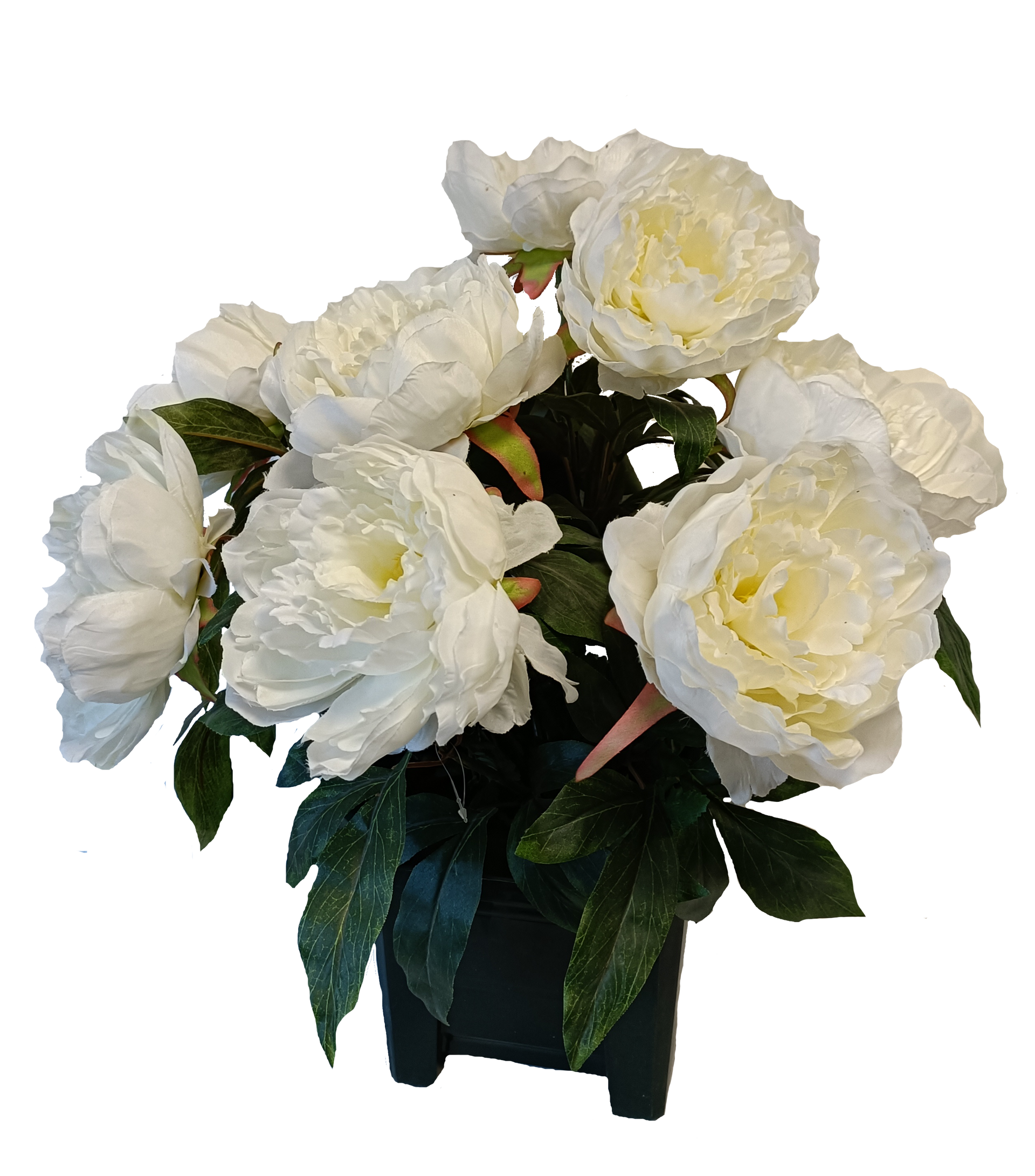 BAC pivoine 12 têtes
