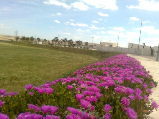 Una hilera de flores moradas crecen en un jardín.