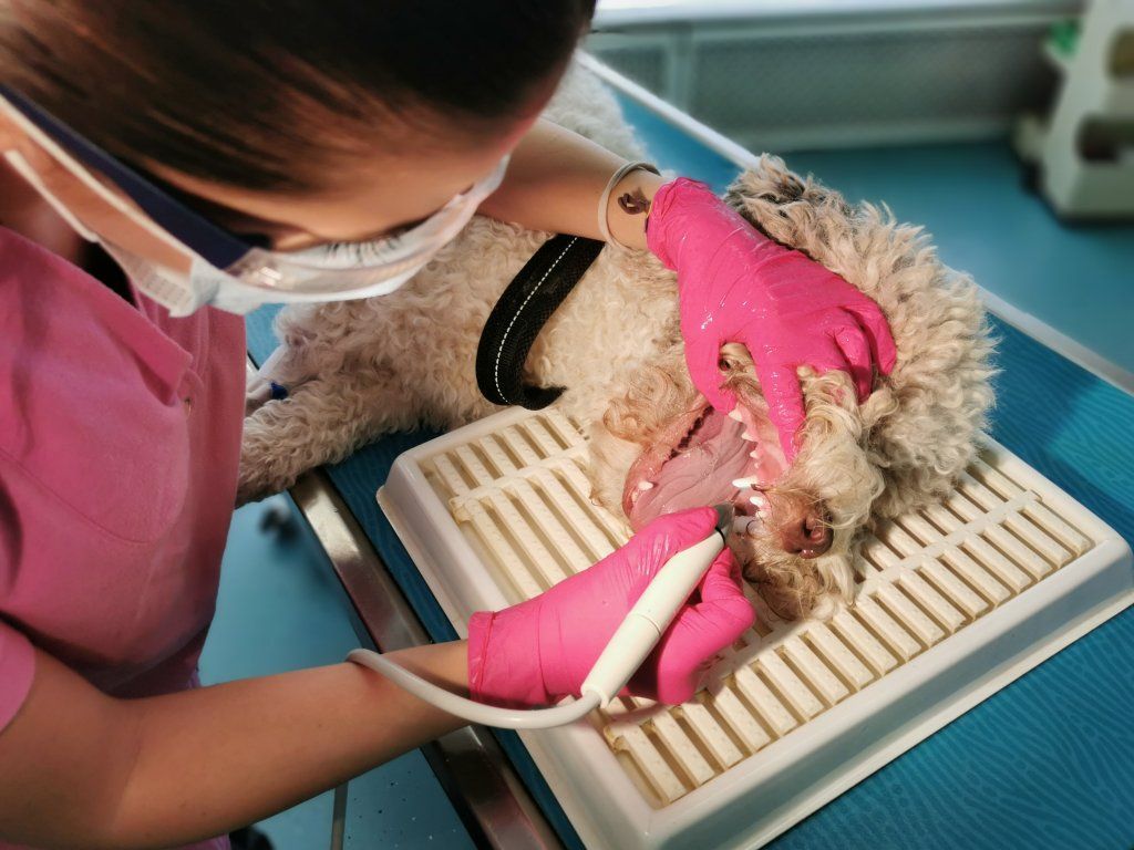 Centro Veterinario Varini