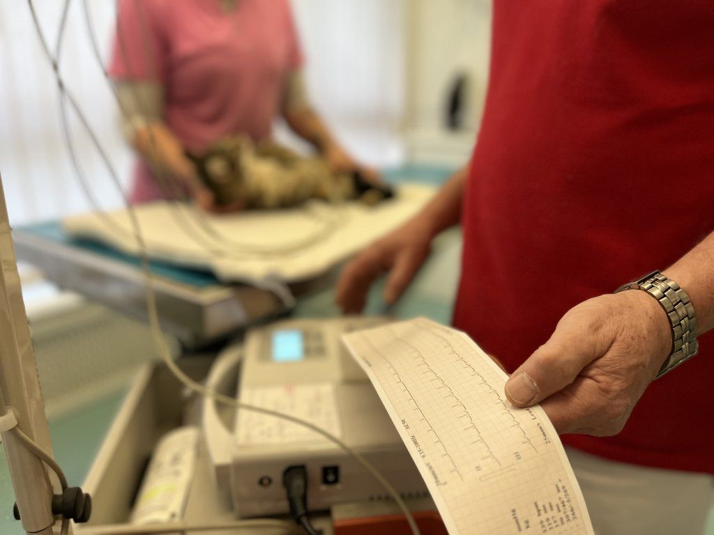 Centro Veterinario Varini