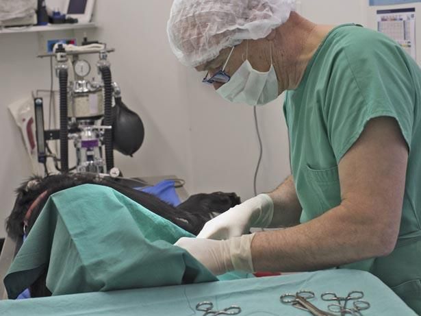 Centro Veterinario Varini