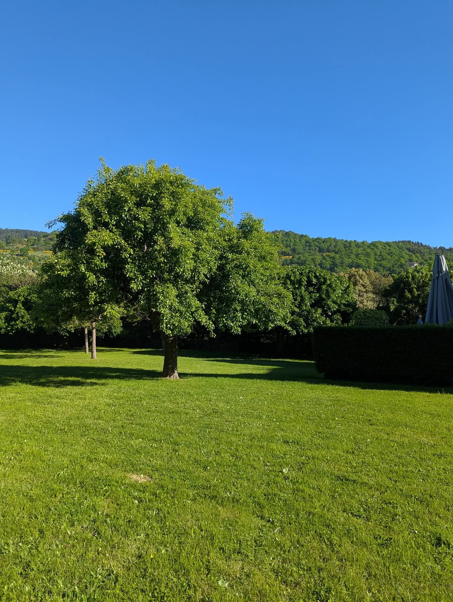 Une pelouse verdoyante luxuriante avec un grand arbre feuillu en son centre, se détachant sur un fond de collines ondulantes sous un ciel d'un bleu éclatant.