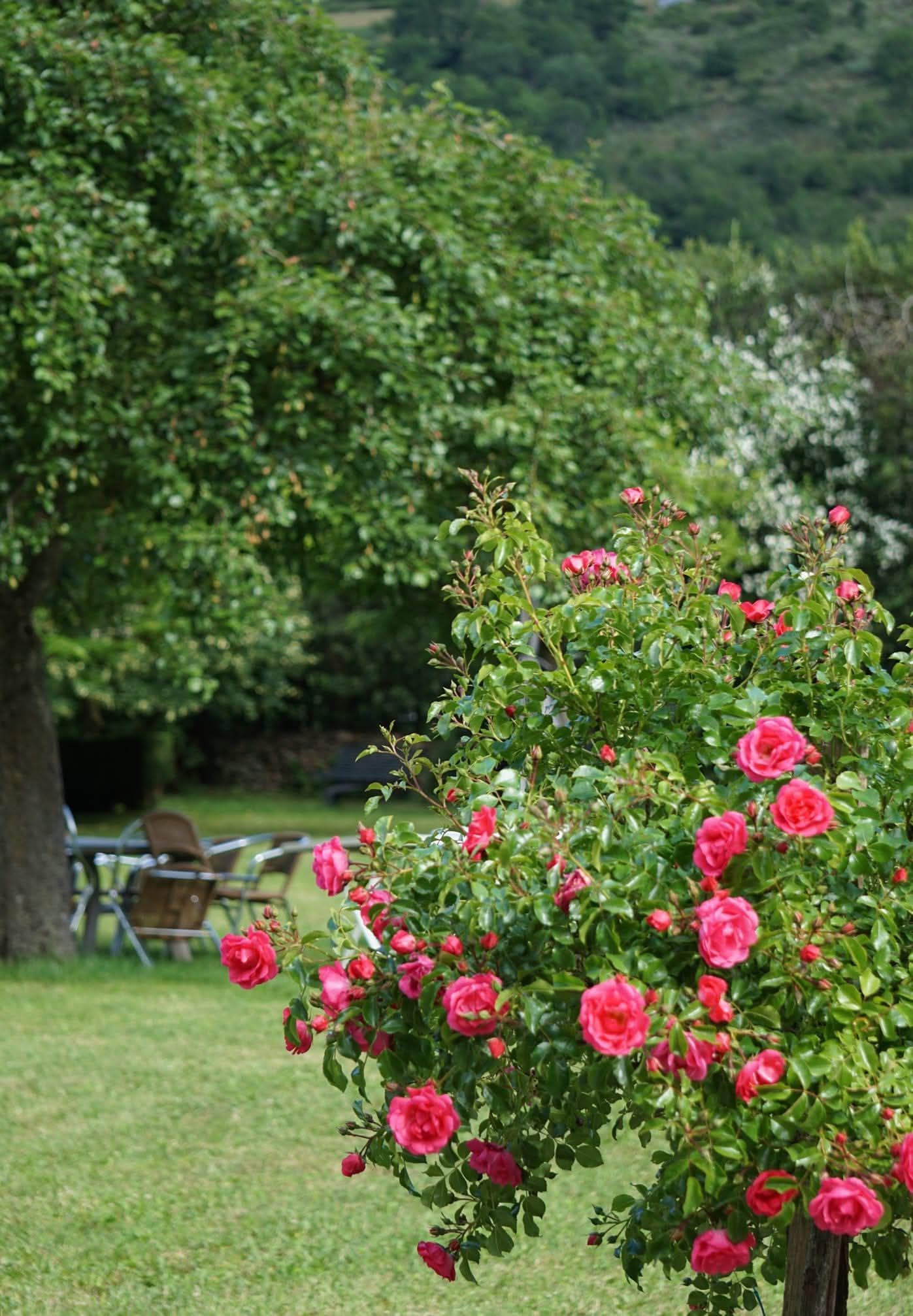 Un rosier éclatant en pleine floraison, aux fleurs d'un rose vif, se dresse au milieu d'une pelouse verdoyante, avec des arbres en arrière-plan.