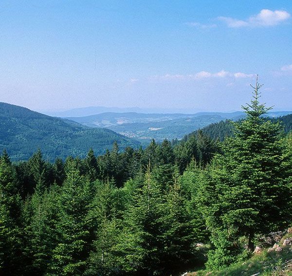 Des montagnes verdoyantes et boisées sous un ciel d'un bleu limpide, avec une vallée brumeuse au loin.