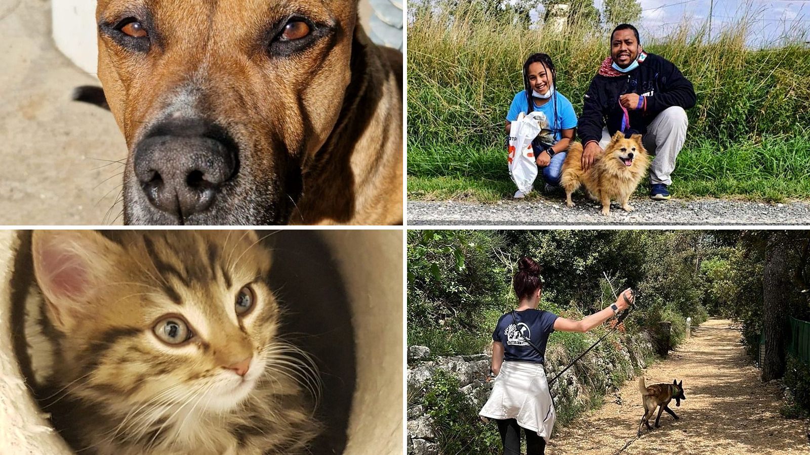 Chiens et chat accompagnés par un refuge, avant et après une adoption responsable