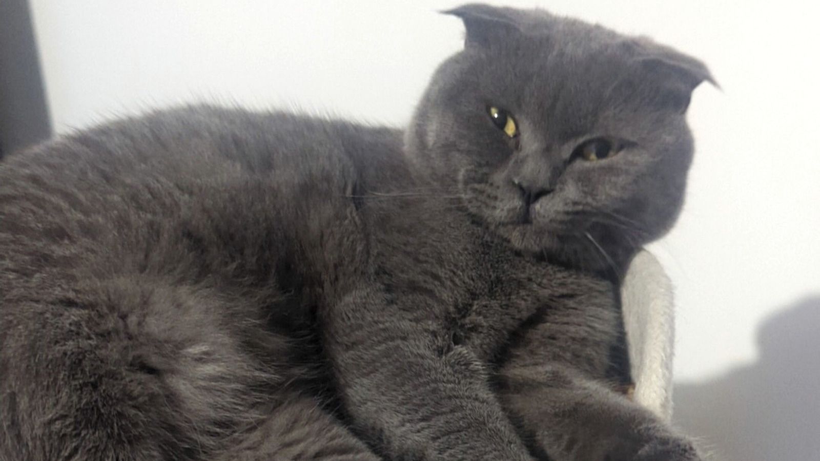 Roméo, chat Scottish Fold gris bleu, installé sur son arbre à chat