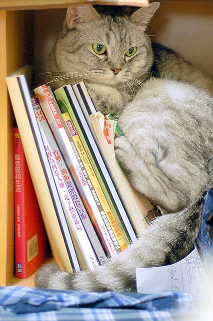 Chat gris blotti sur une étagère parmi des livres colorés, jetant un coup d'œil avec ses yeux verts