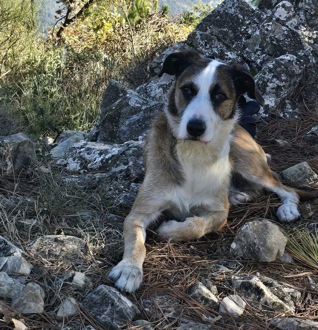 Chien de Benoît pendant une promenade dans l’arrière-pays niçois
