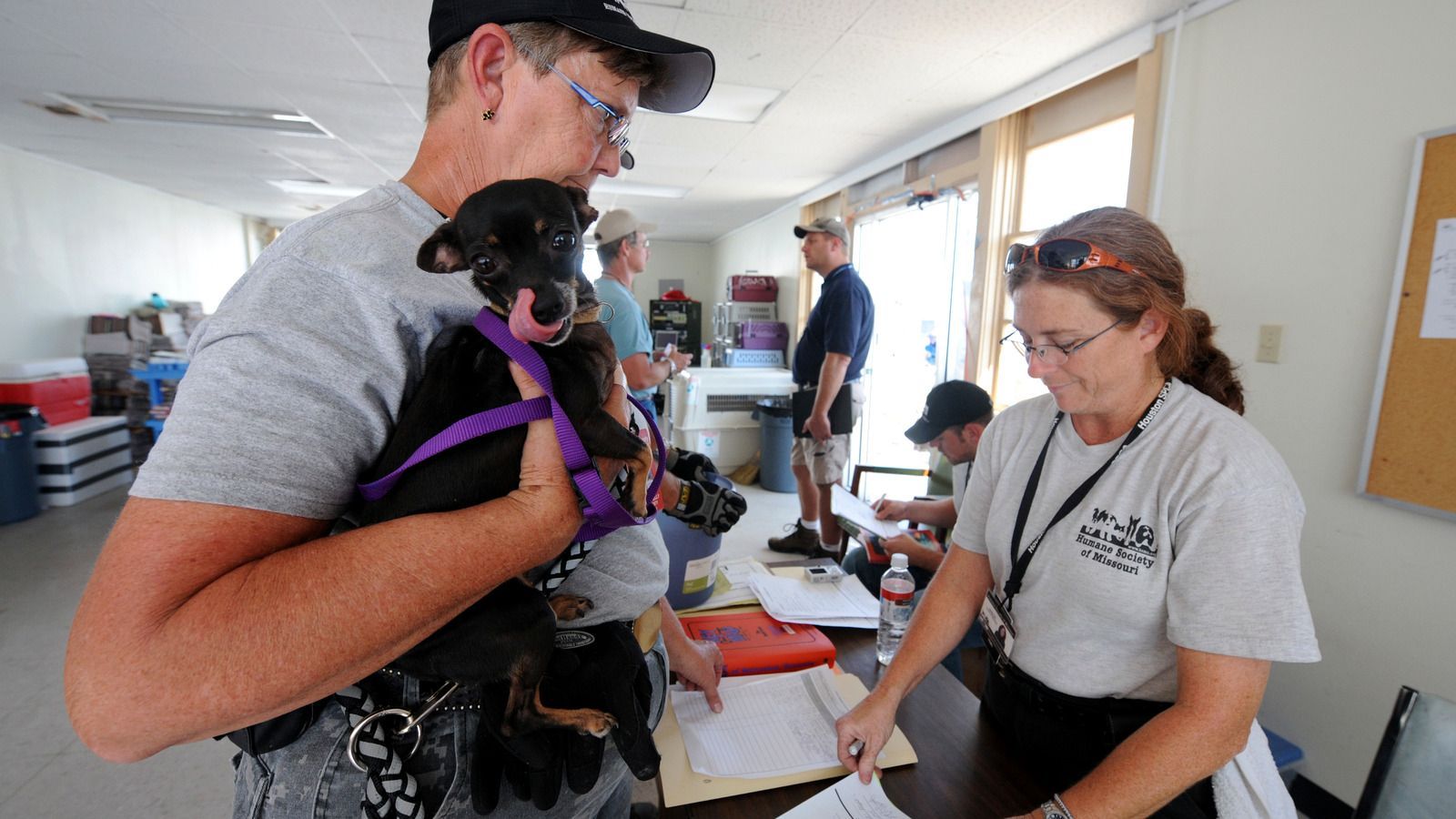 Petit chien trouvé accueilli avec précaution dans un refuge temporaire