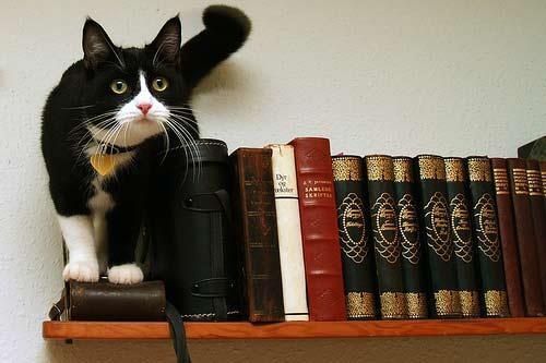 Chat noir et blanc debout sur une étagère à côté de plusieurs livres