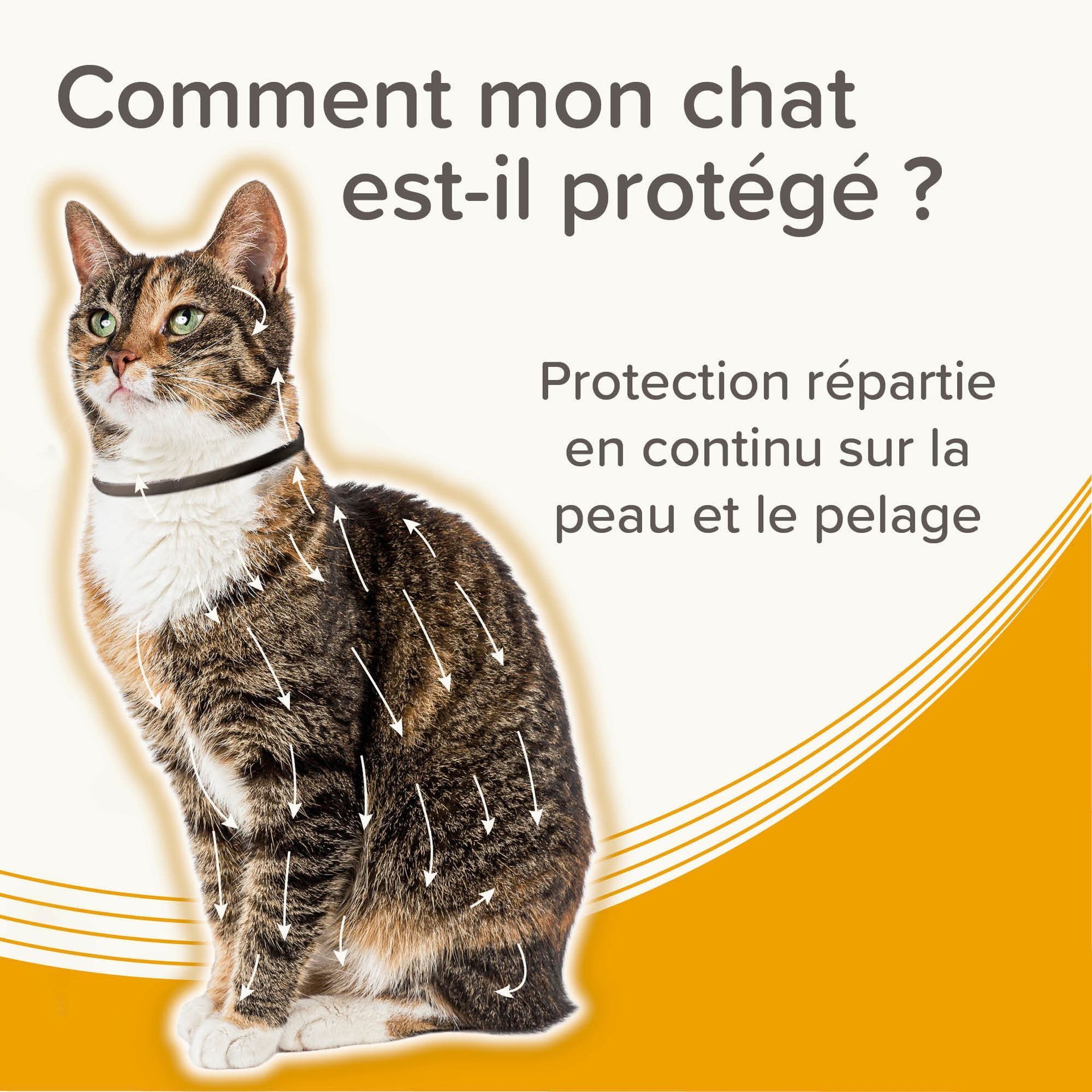 Collier antiparasitaire pour chat 38 cm x1 – Beaphar - vue 8