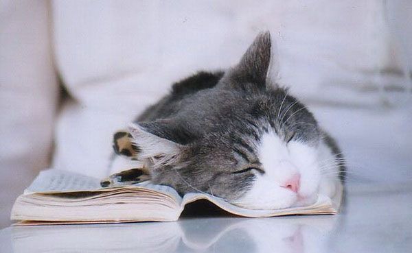 Chat gris et blanc dormant sur un livre ouvert sur un canapé blanc
