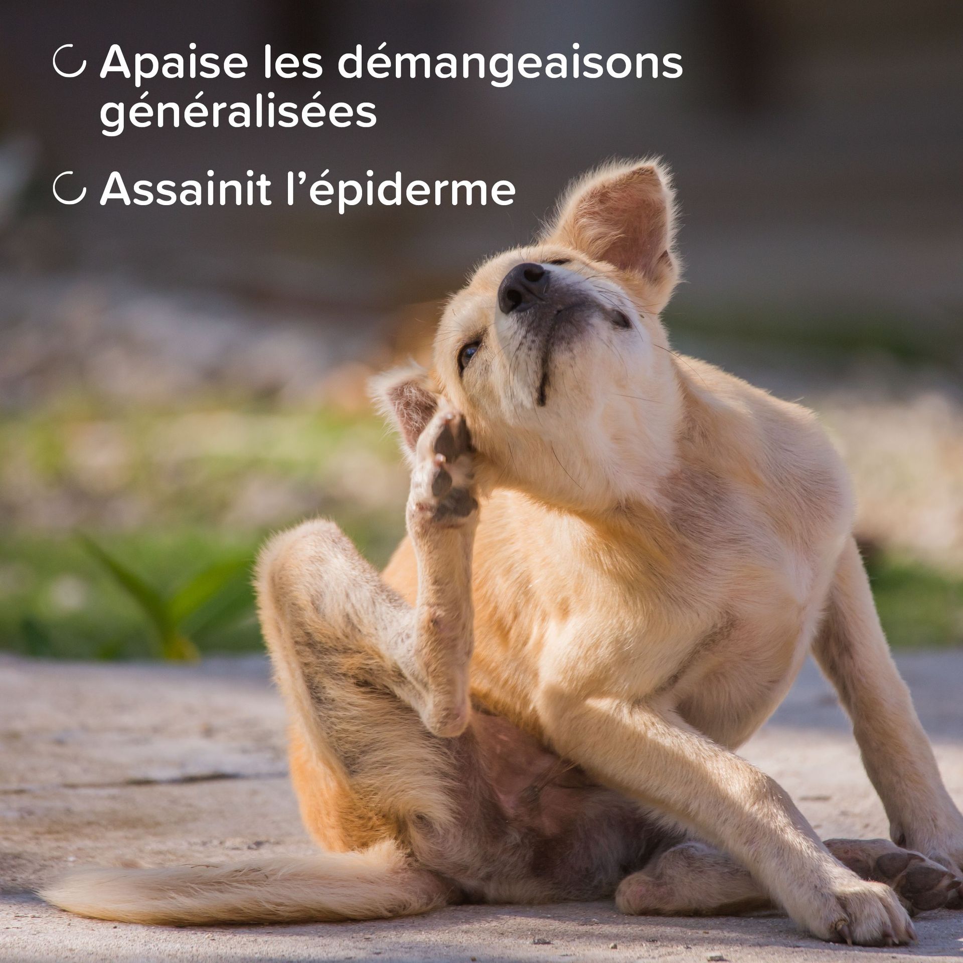 DermaCare, Spray apaisant sans rinçage pour chien et chat - 150 ml – Beaphar - vue 5