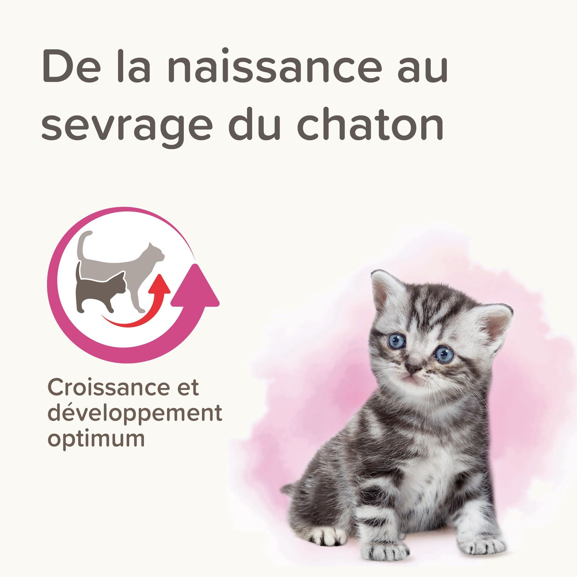 Lait maternisé pour chaton Lactol 250 g - BEAPHAR - vue 10