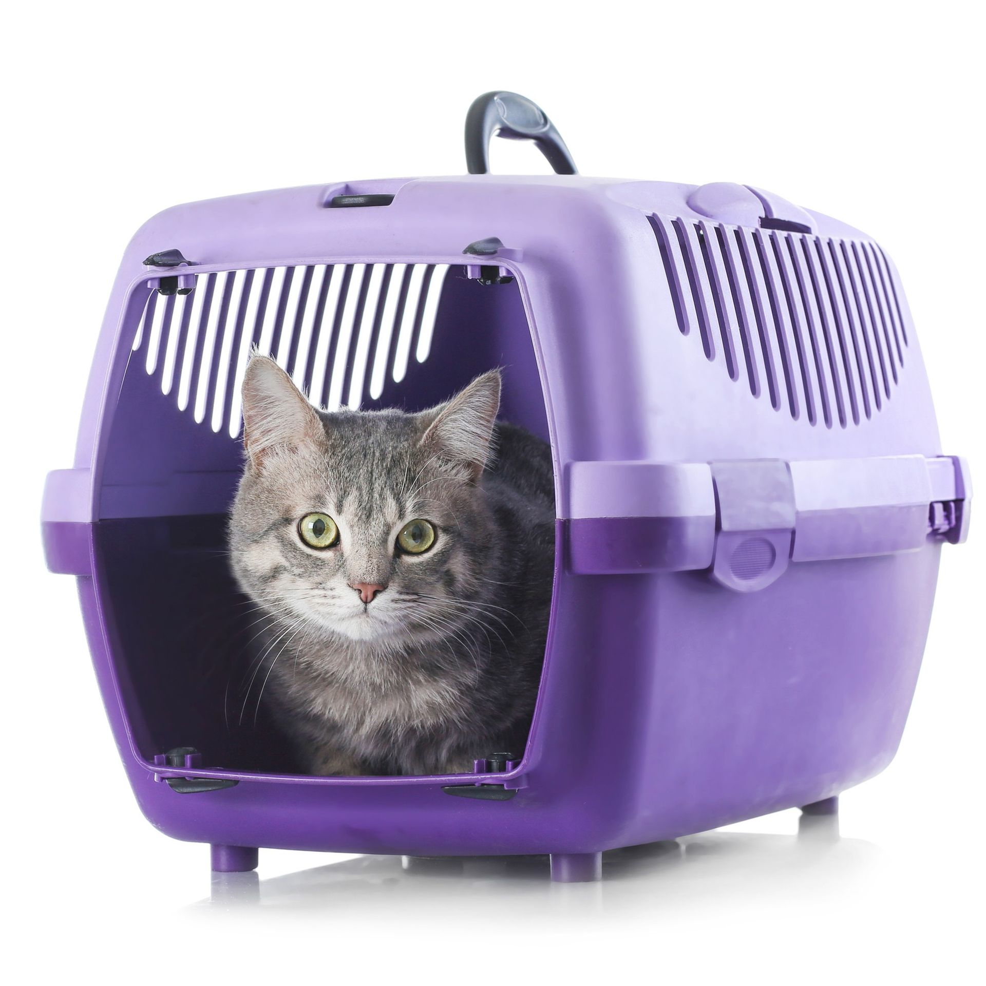 Spray pour chat aux phéromones CatComfort 60 ml - BEAPHAR