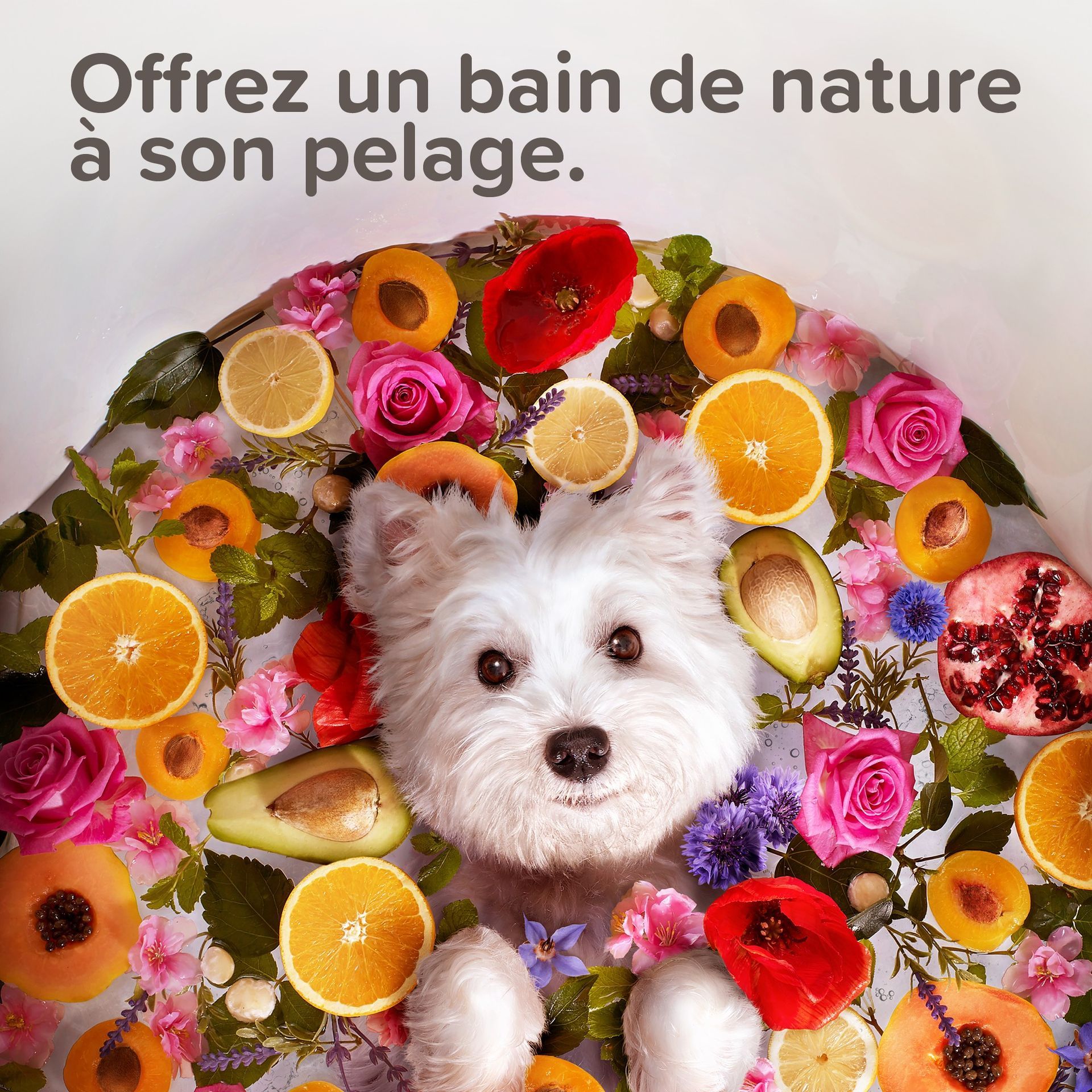 Soin des oreilles Bio pour chat et pour chien - BEAPHAR