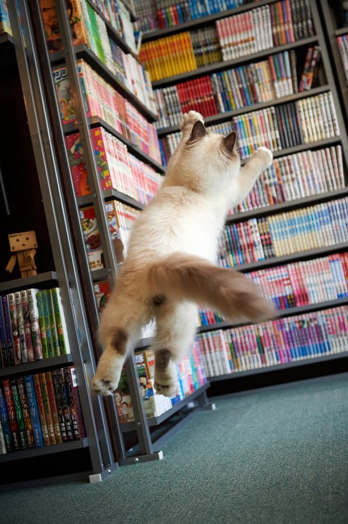 Un chat bondit dans une allée de rayonnages d'une librairie spécialisée en mangas