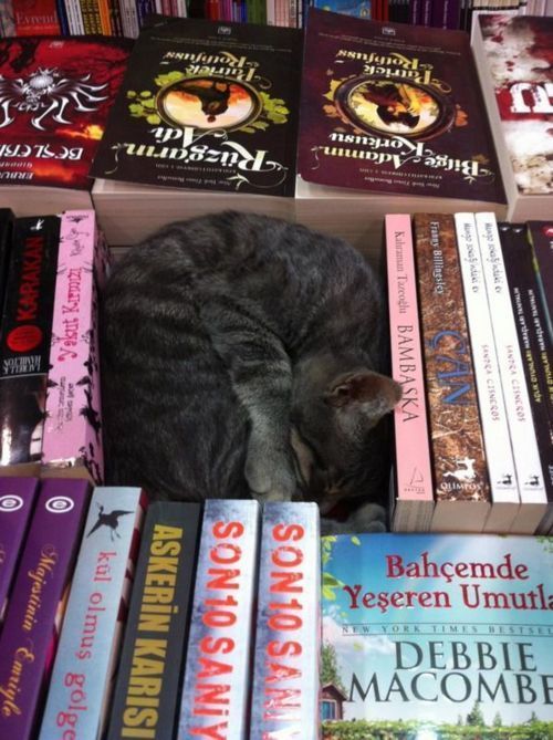 Chat gris blotti, endormi parmi des livres colorés sur une étagère.
