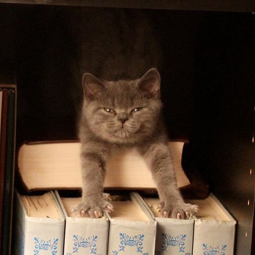 Chat gris perché sur des livres ouverts, le regard fixe