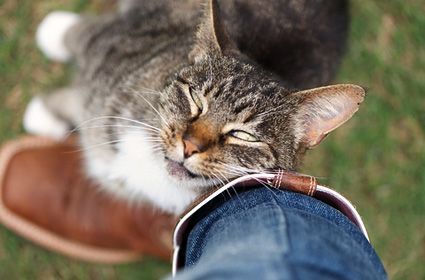 Chat tigré se frottant la tête contre la chaussure marron et le jean d'une personne à l'extérieur