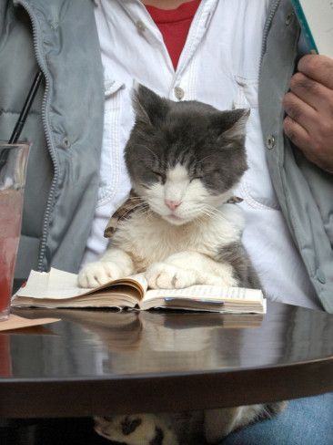 Chat gris et blanc assis sur un livre ouvert à la table d'un café