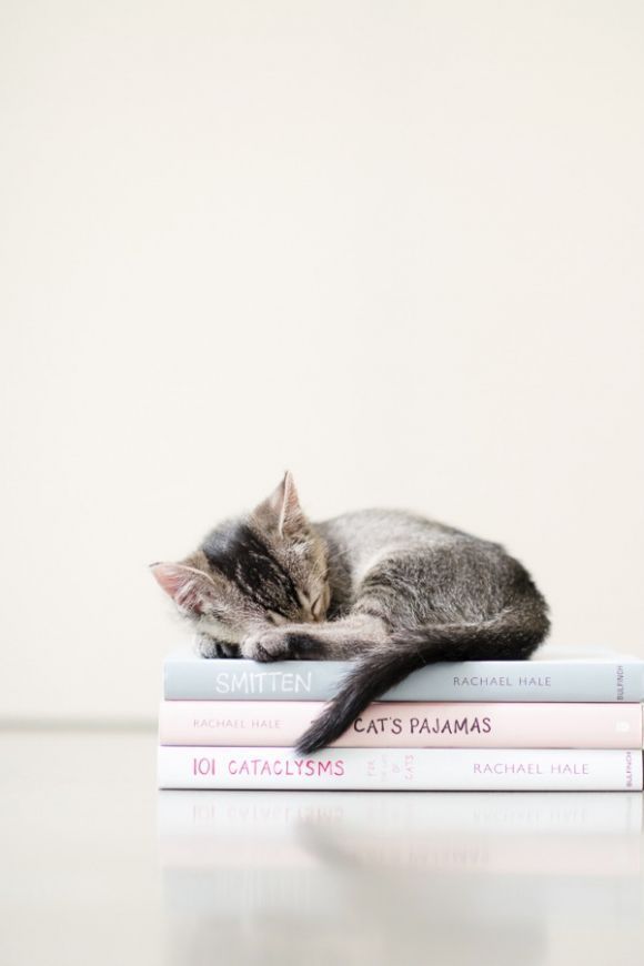 Chaton tigré dormant sur une pile de livres pastel