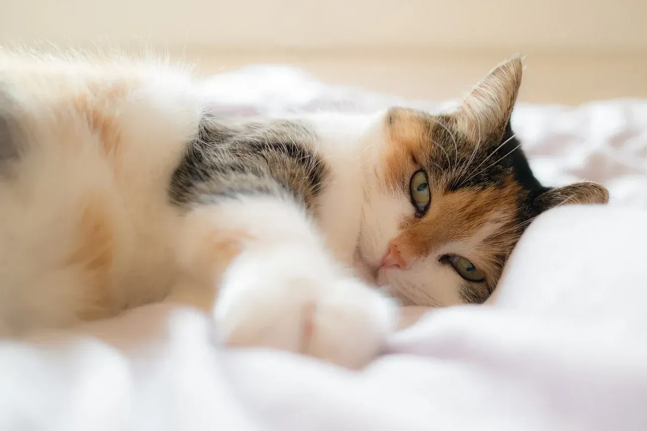 Anxi&eacute;t&eacute; de s&eacute;paration chez le chat et le chien : comment l'&eacute;viter &agrave; la rentr&eacute;e