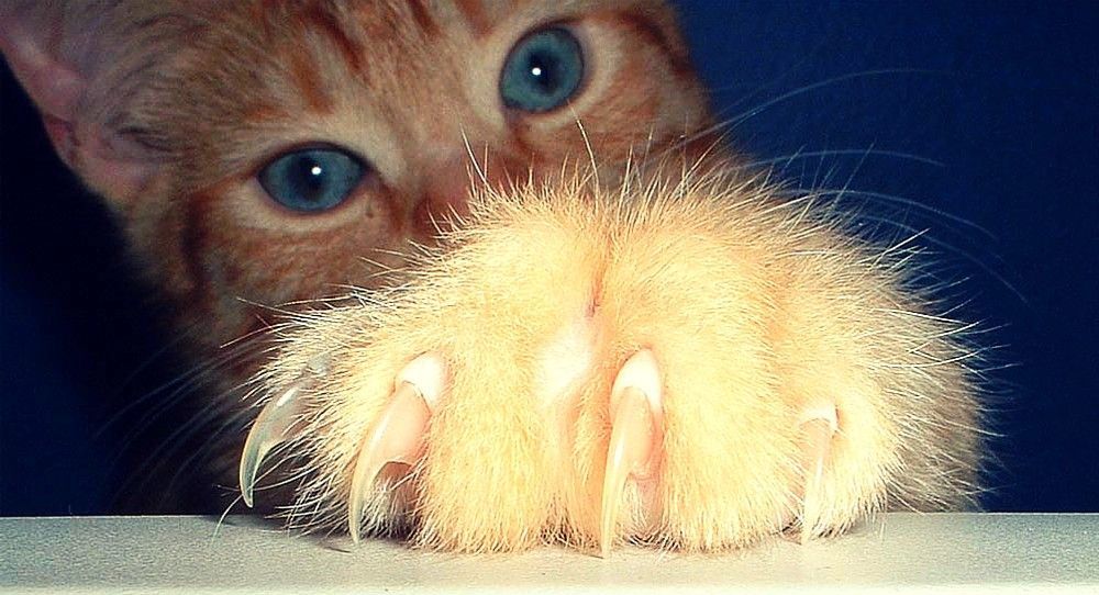Gros plan d'un chaton aux yeux bleus qui regarde par-dessus une surface, la patte tendue vers la caméra