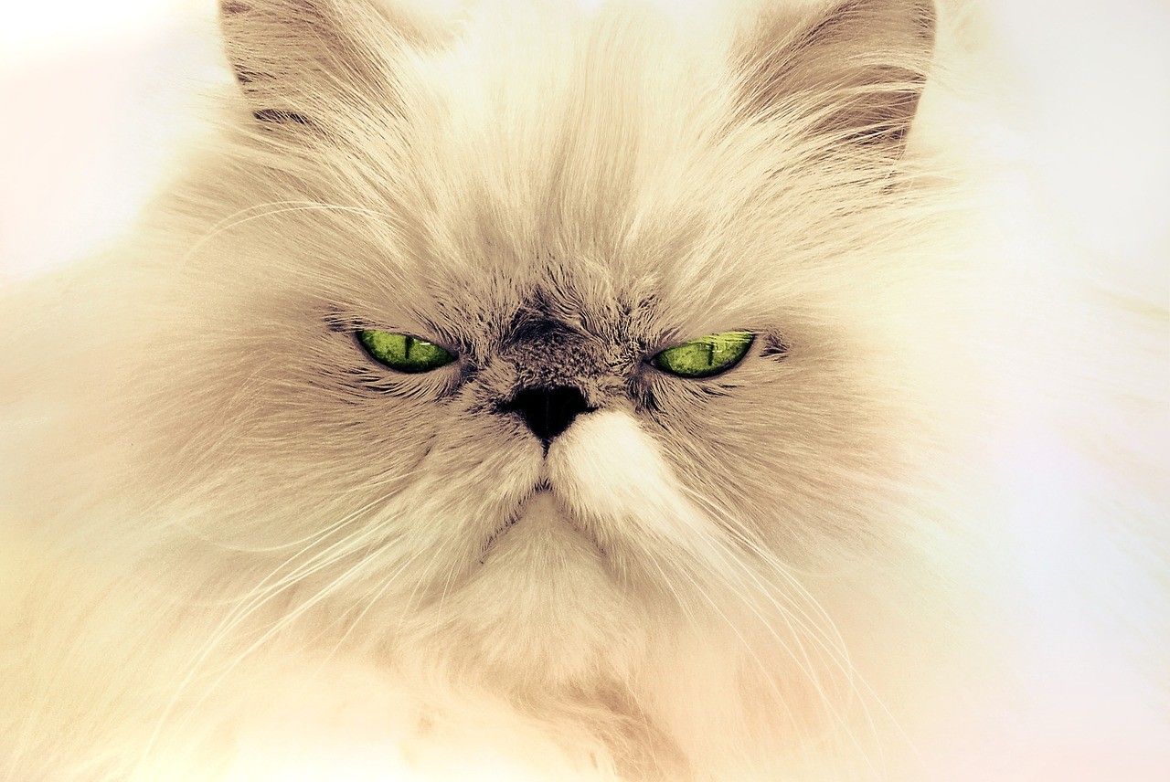 Chat duveteux couleur crème, aux yeux verts et à l'air sévère, sur fond pâle