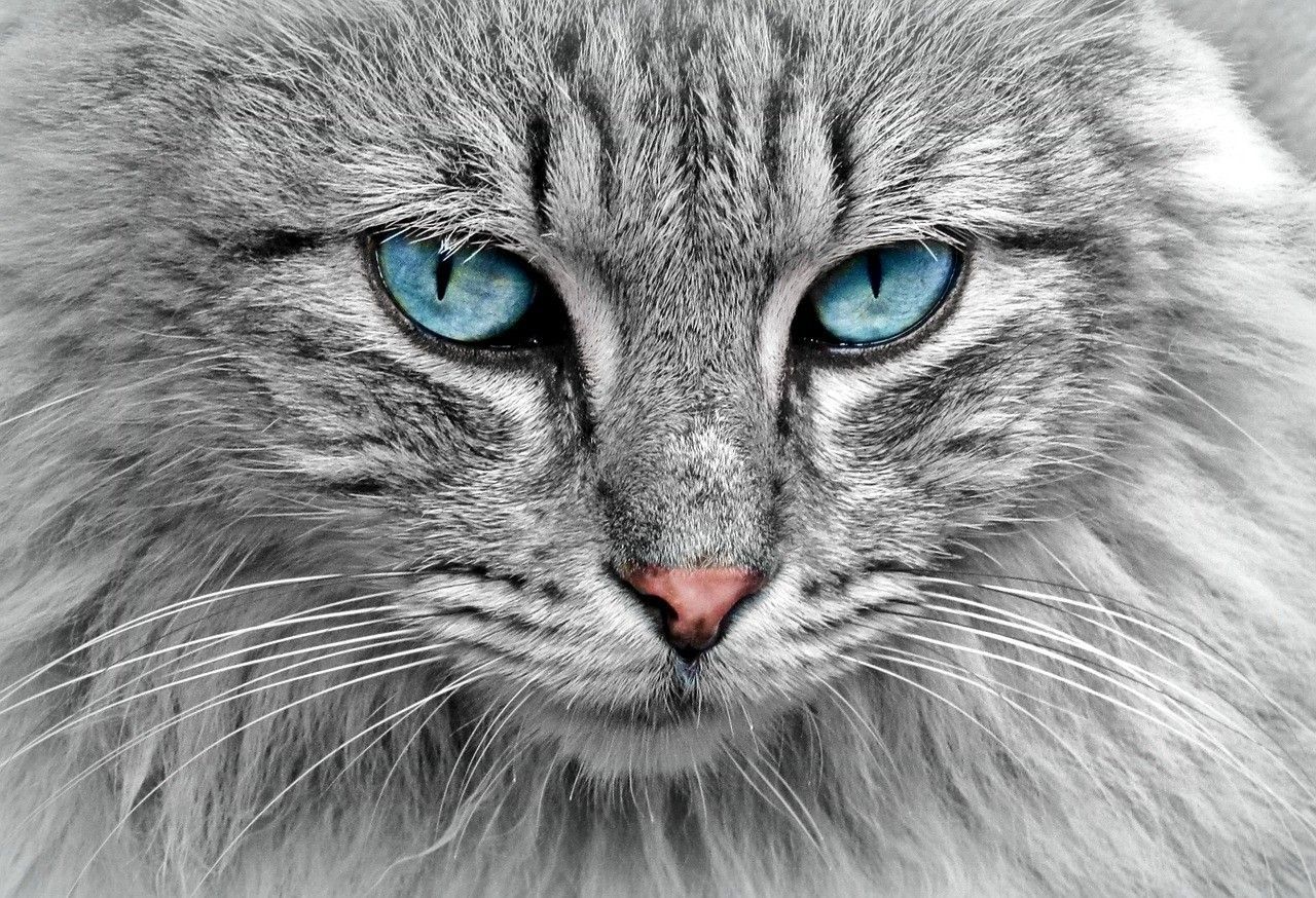 Gros plan sur un chat gris duveteux aux yeux bleu clair et au nez rose