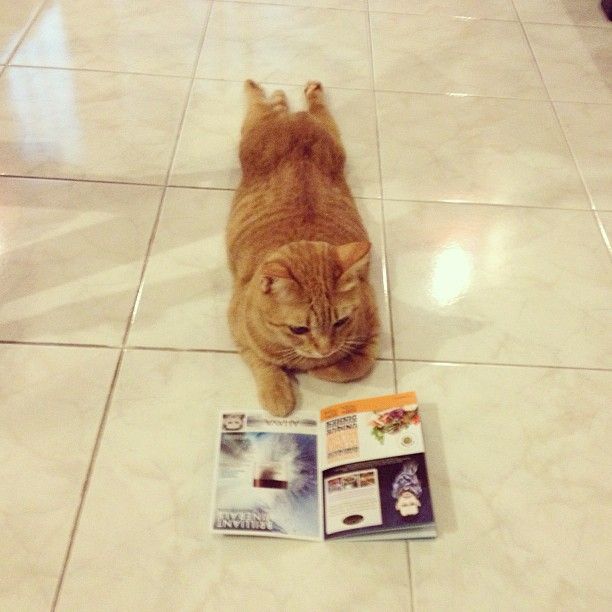 Chat roux assis sur un sol carrelé à côté d'un livre ouvert
