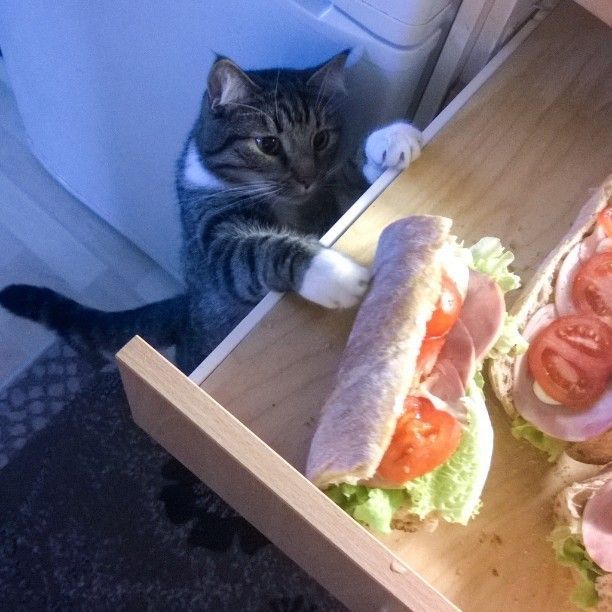 Chat tigré tendant la main vers un plateau de sandwichs en bois posé sur une table