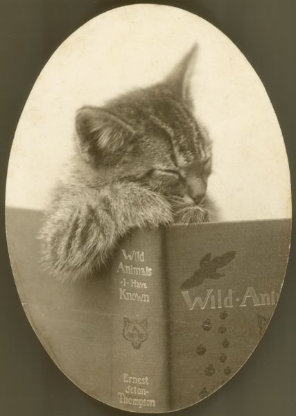 Photo vintage de chat avec un livre