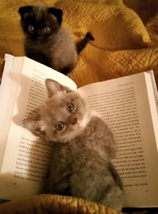 Deux chatons duveteux assis sur un livre ouvert