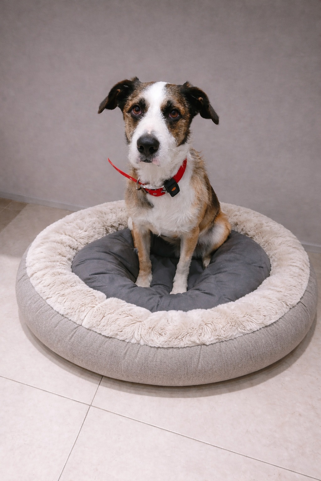 Benoît Séry — spécialiste chat & chien à Nice Doogy dans l’animalerie Chat Chien Urbain à Nice