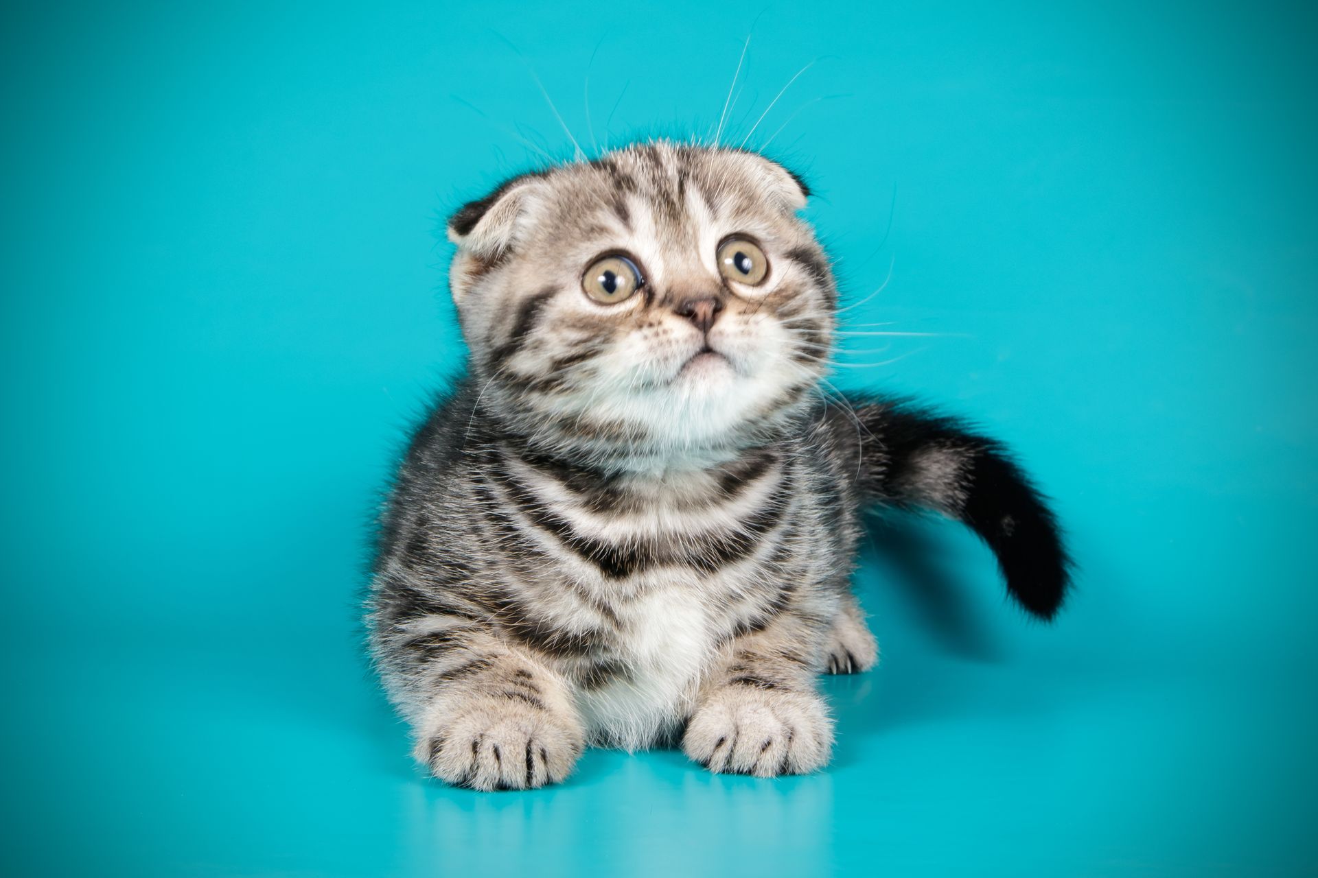 Un jouet à mâcher pour chien dans un bac transparent, avec des oreilles séchées de couleur beige.